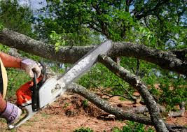 Best Tree Health Inspection  in USA